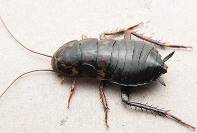 Pest control Uttara